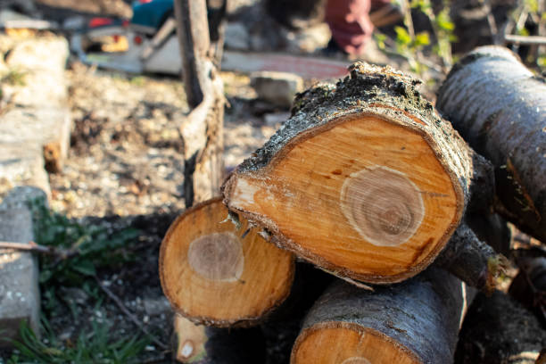 Chepachet, RI Tree Removal Services Company