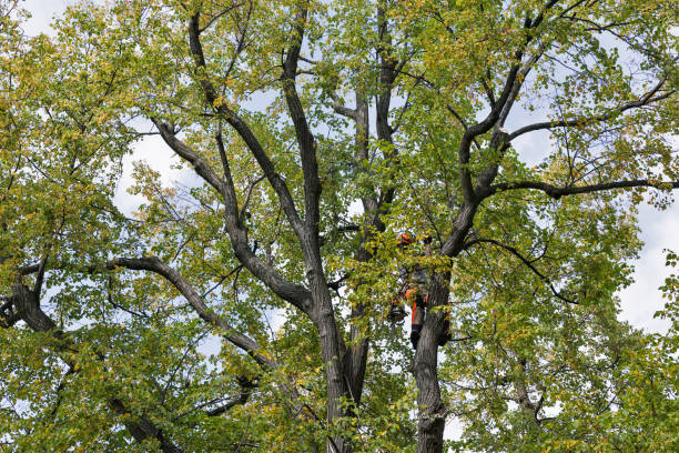 How Our Tree Care Process Works  in  Chepachet, RI